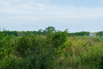Fototapeta premium Field