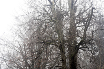 barren tree branches against sky on foggy morning