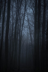 Fototapeta na wymiar dark forest in twilight