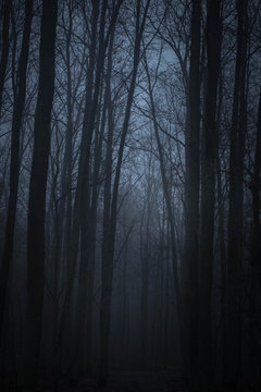 Fototapeta dark forest in twilight