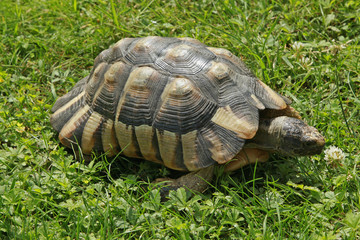 Tortue grecque