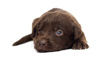 Obraz premium puppy on white background