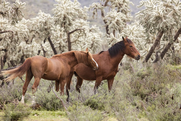 Fototapeta premium Wild Horses