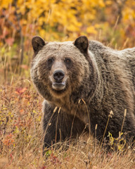 Grizzly Portrait-Fall Colors