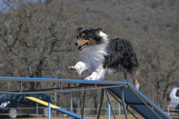 australian shepherd running across the agility dog walk bridge