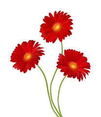 gerber flower isolated on white background