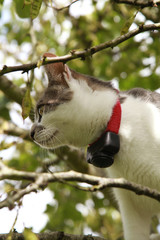 Chat avec collier anti-fugue