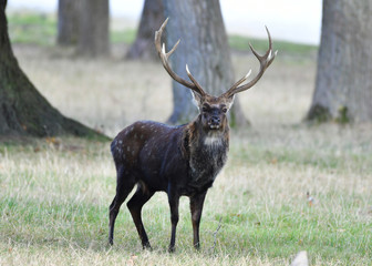 Red deer