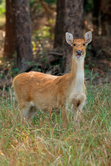 Female Barasingha or swamp deer (Rucervus duvaucelii), Kanha National Park, India.