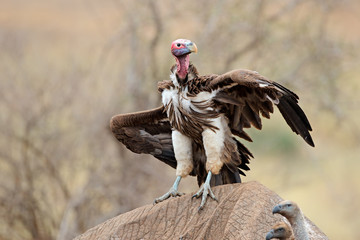 A lappet-faced vulture (Torgos, tracheliotus) scavenging on a dead elephant, Kruger National Park, South Africa.
