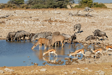 Fototapeta na wymiar Blue wildebeest, zebras, kudu and springbok antelopes at a waterhole, Etosha National Park, Namibia.