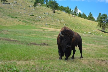 North American Bison
