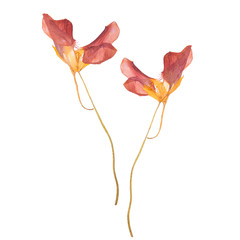 Red spring dried and pressed flowers. Herbarium isolated on white background