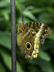 Owl butterfly with owl-like eyes on its wings