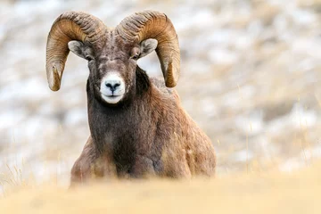 Foto op Plexiglas Bighorn sheep (Ovis canadensis), Jasper National Park, Alberta, Canada © Ferenc