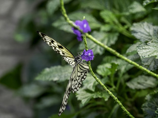 Rice paper butterfly on a flower stalk