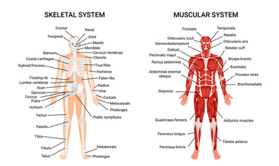 Human Muscular Skeletal Systems Poster