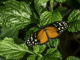 tiger longwing butterfly