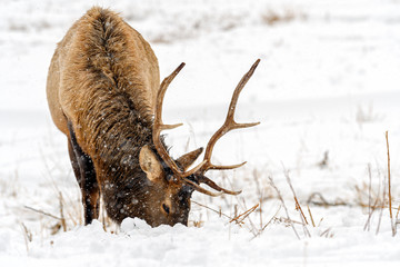 Wild Elk or also known as Wapiti (Cervus canadensis) in Banff National Park, Alberta, Canada
