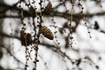 Pine cone on the tree. Slovakia