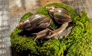 Achatina fulica, Achatina snail. two snails on the moss