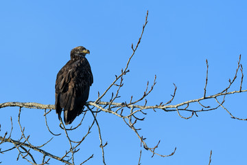 Bald Eagle (Haliaeetus leucocephalus) in British Columbia, Canada