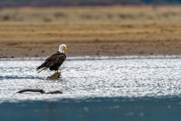 Bald Eagle (Haliaeetus leucocephalus) in British Columbia, Canada