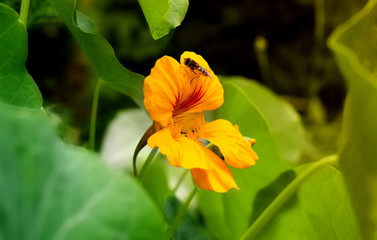 Yellow flower of Tropaeolum 