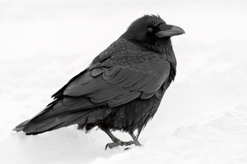 Common Raven (Corvus corax) in the snow in Banff National Park