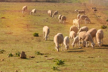Naklejka premium Sheep grazing in a field during the autumn season