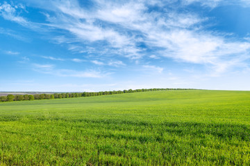Green spring wheat field and blue sky with white clouds.