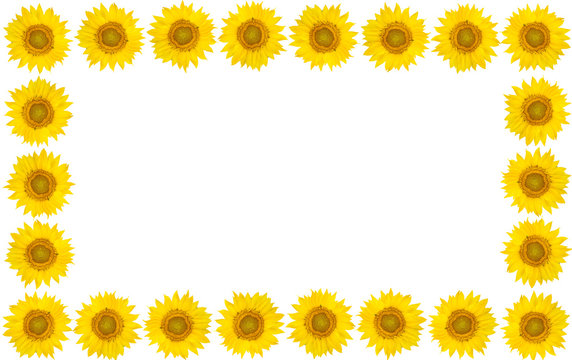 Frame of sunflower flowers on isolated white background. View from above.