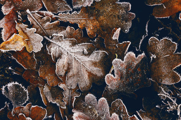 Frozen autumn leaves. Background, texture