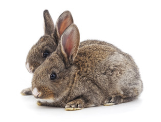 Two brown rabbits.
