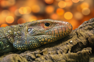 lizard