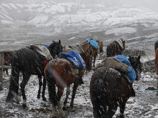 Glacier de Pastoruri &agrave; Huaraz dans la Cordill&egrave;re des Andes au P&eacute;rou