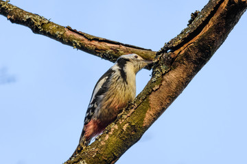 Middle spotted woodpecker