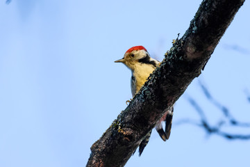 Middle spotted woodpecker