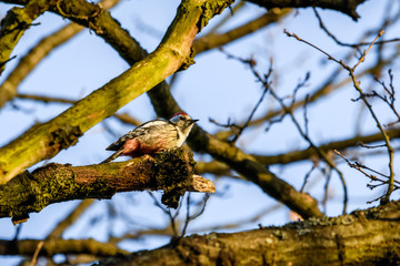 Middle spotted woodpecker