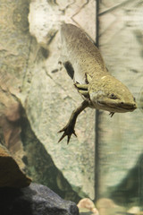 Axolotl Mexican natural coloring in an aquarium.