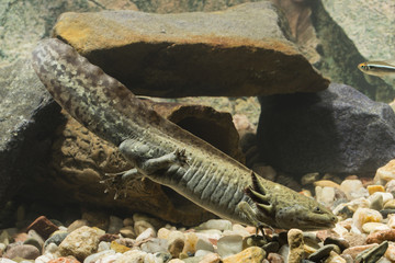 Axolotl Mexican natural coloring in an aquarium.
