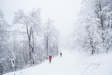 Couple skiing in white winter forest, sport photo, edit space