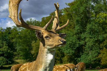 Le daim auf park animaliers
