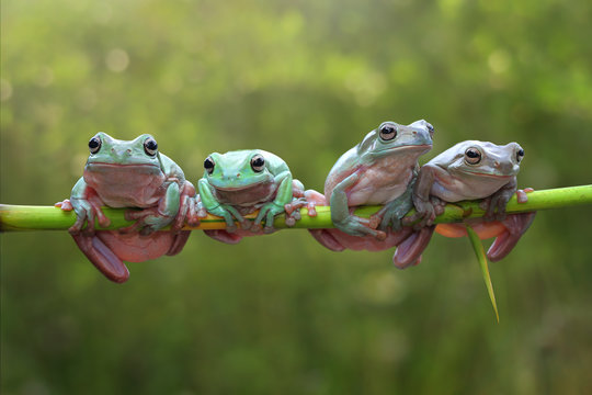 Tree frog, dumpy frog on branch