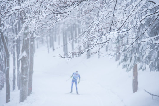 Nordic ski, magic winter white forest, edit space