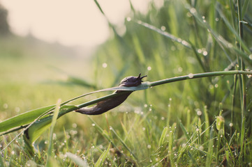 Snail