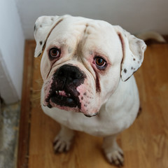 Obraz premium Portrait of a big dog sitting in a room