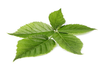 Fresh green leaf isolated.