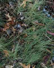 Wild Onion in winter