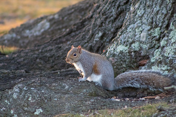 Frozen Gray Squirrel